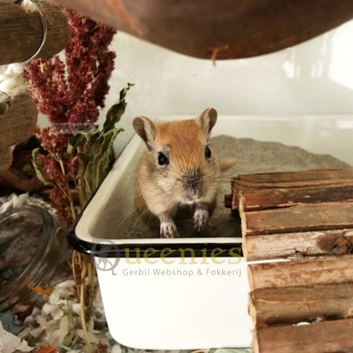 Gerbil met badzand